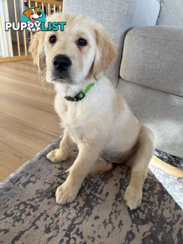 2 female golden retrievers