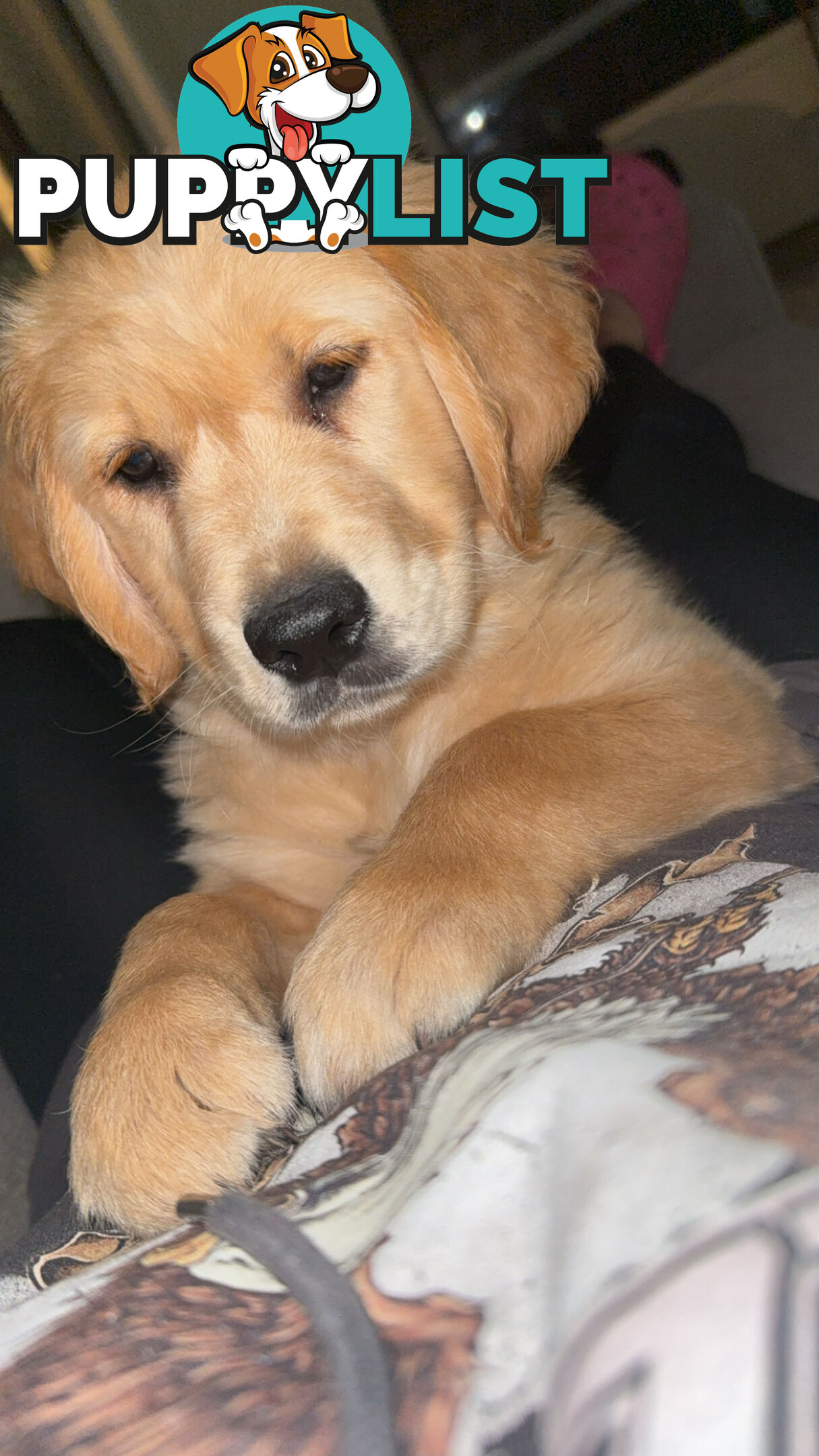 2 female golden retrievers
