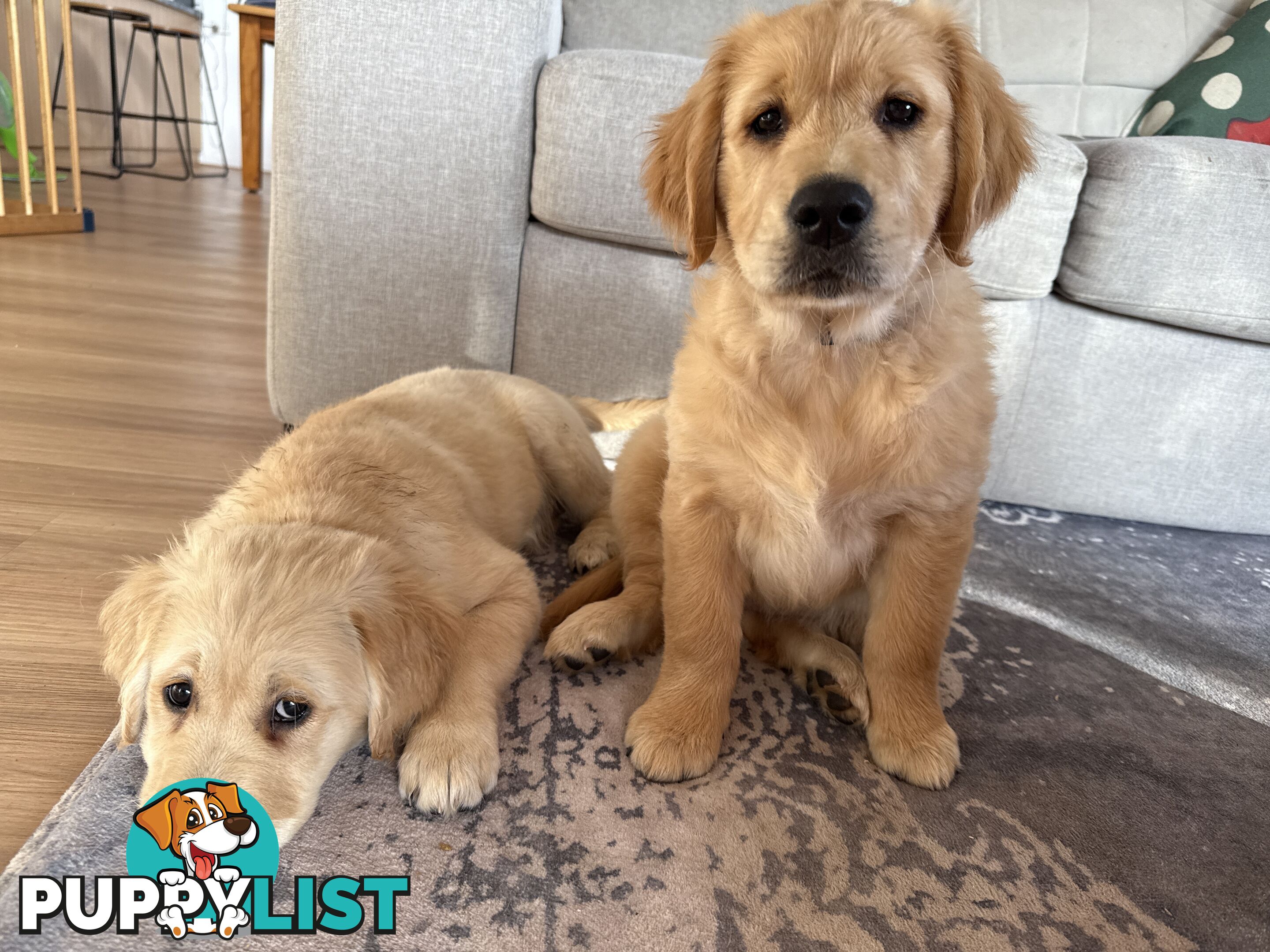 2 female golden retrievers