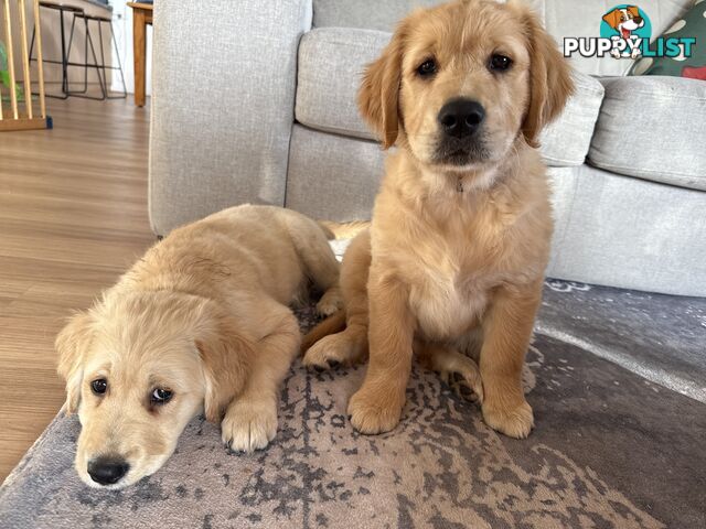 2 female golden retrievers