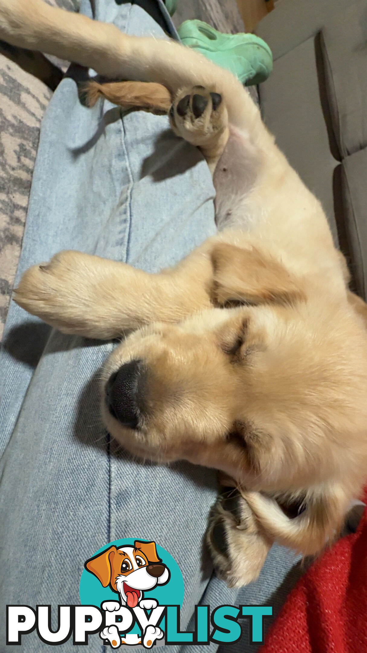 2 female golden retrievers