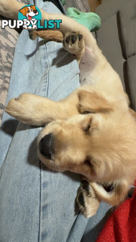 2 female golden retrievers