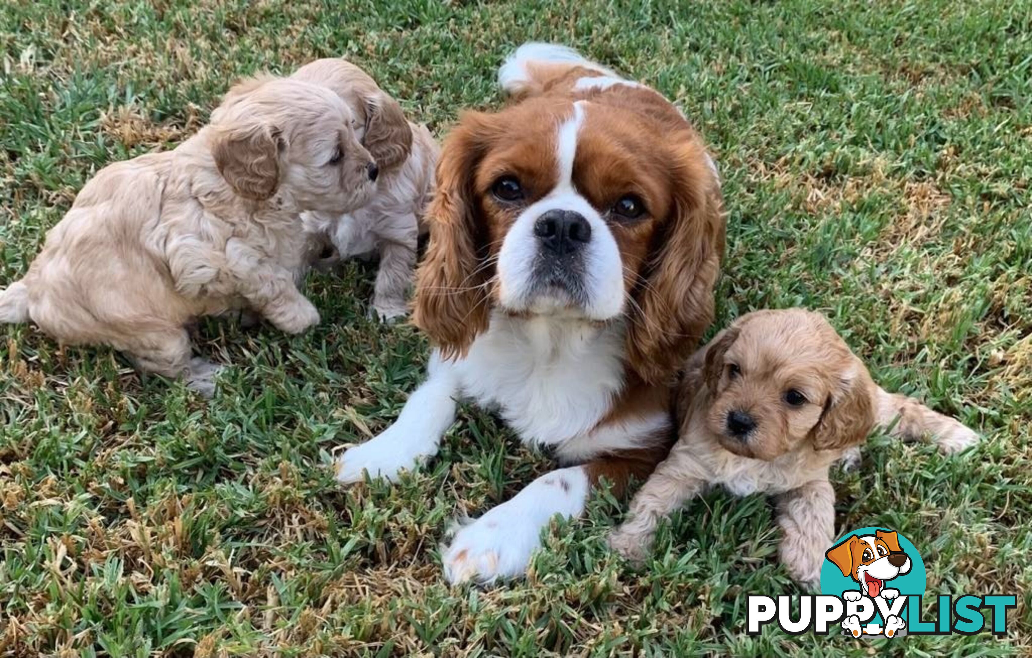 Cavoodle Puppies