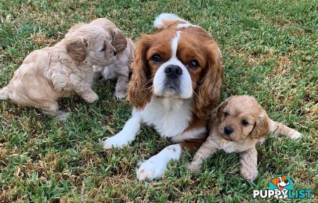 Cavoodle Puppies