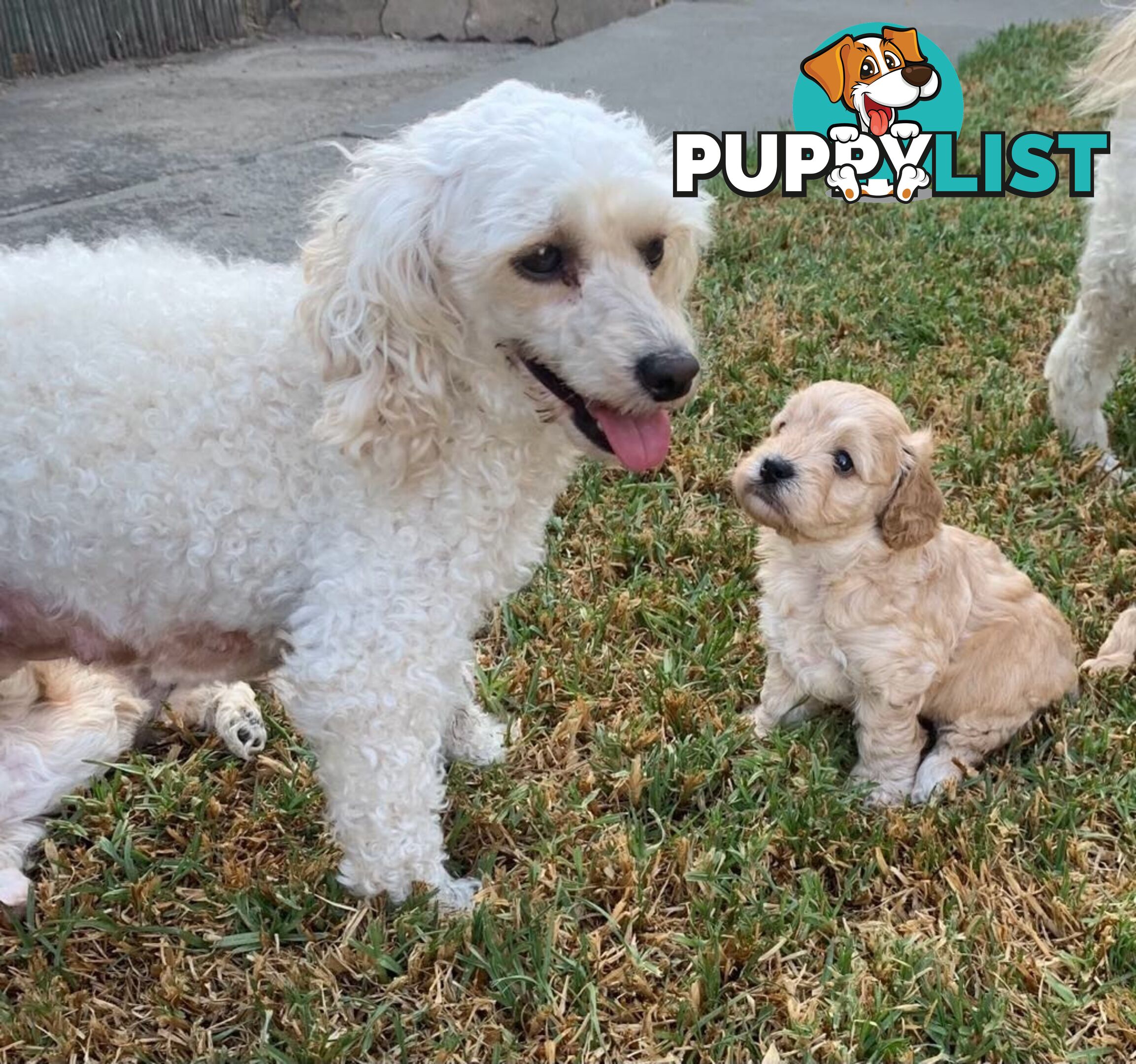 Cavoodle Puppies