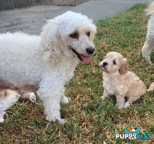 Cavoodle Puppies