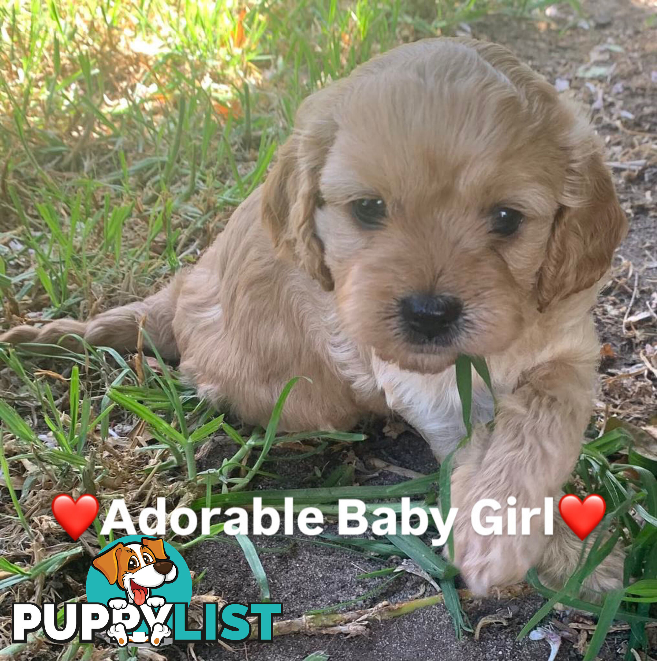 Cavoodle Puppies