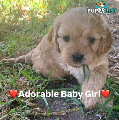 Cavoodle Puppies