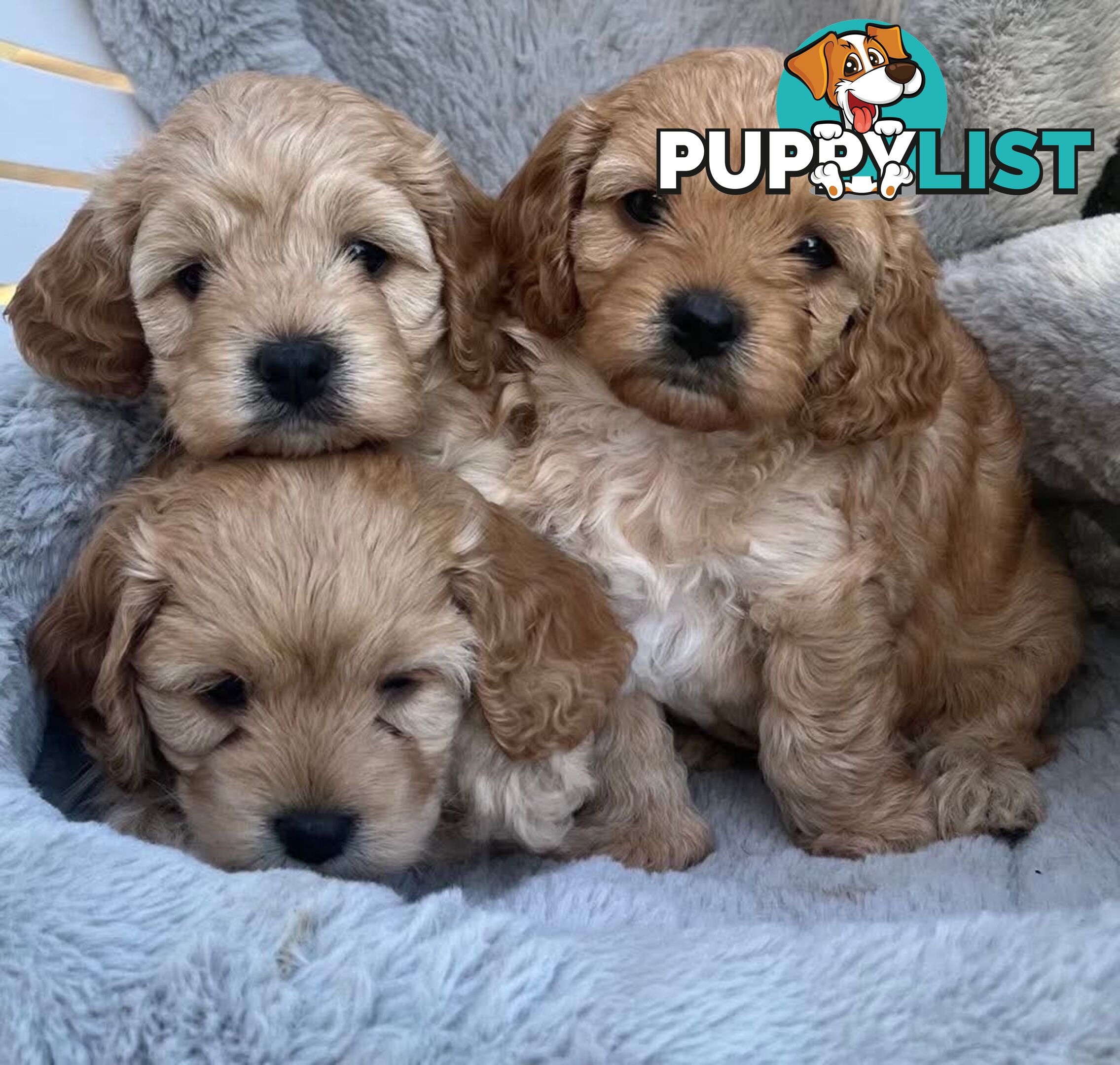 Cavoodle Puppies