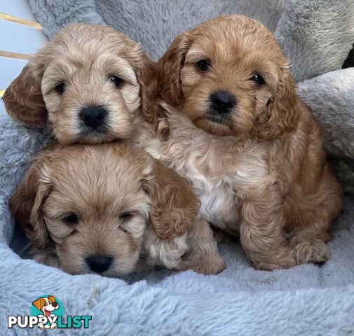 Cavoodle Puppies