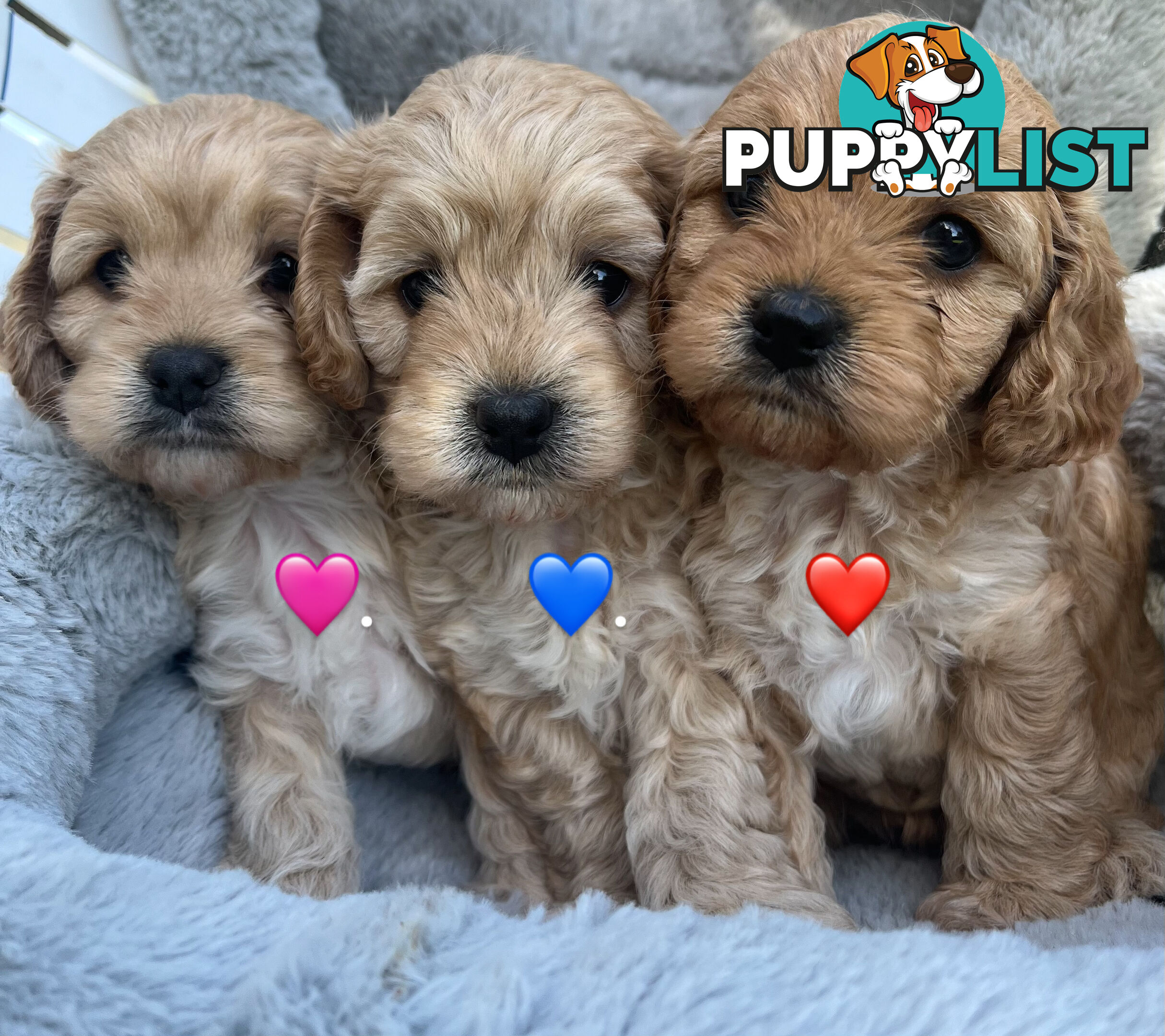 Cavoodle Puppies