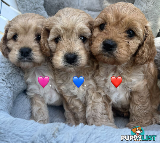 Cavoodle Puppies