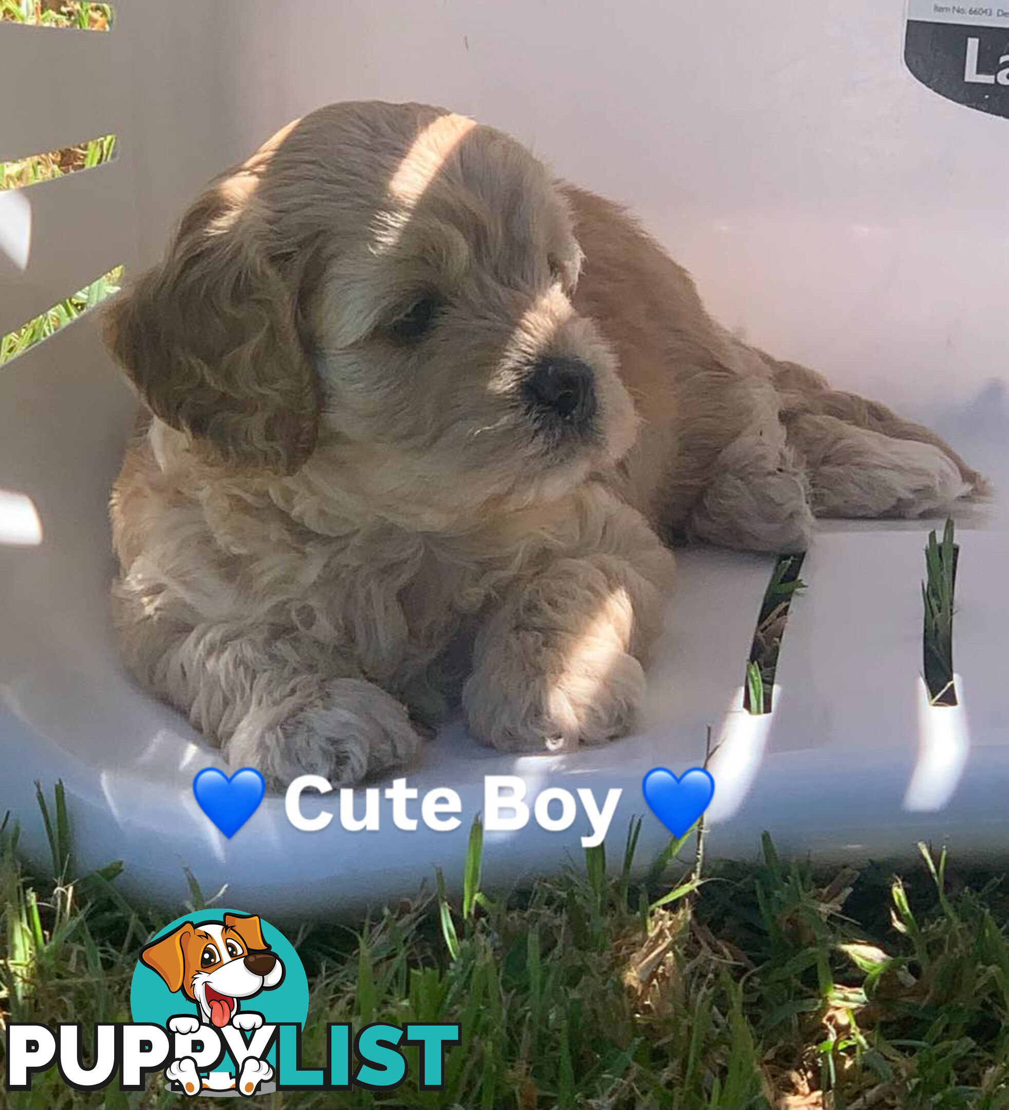 Cavoodle Puppies