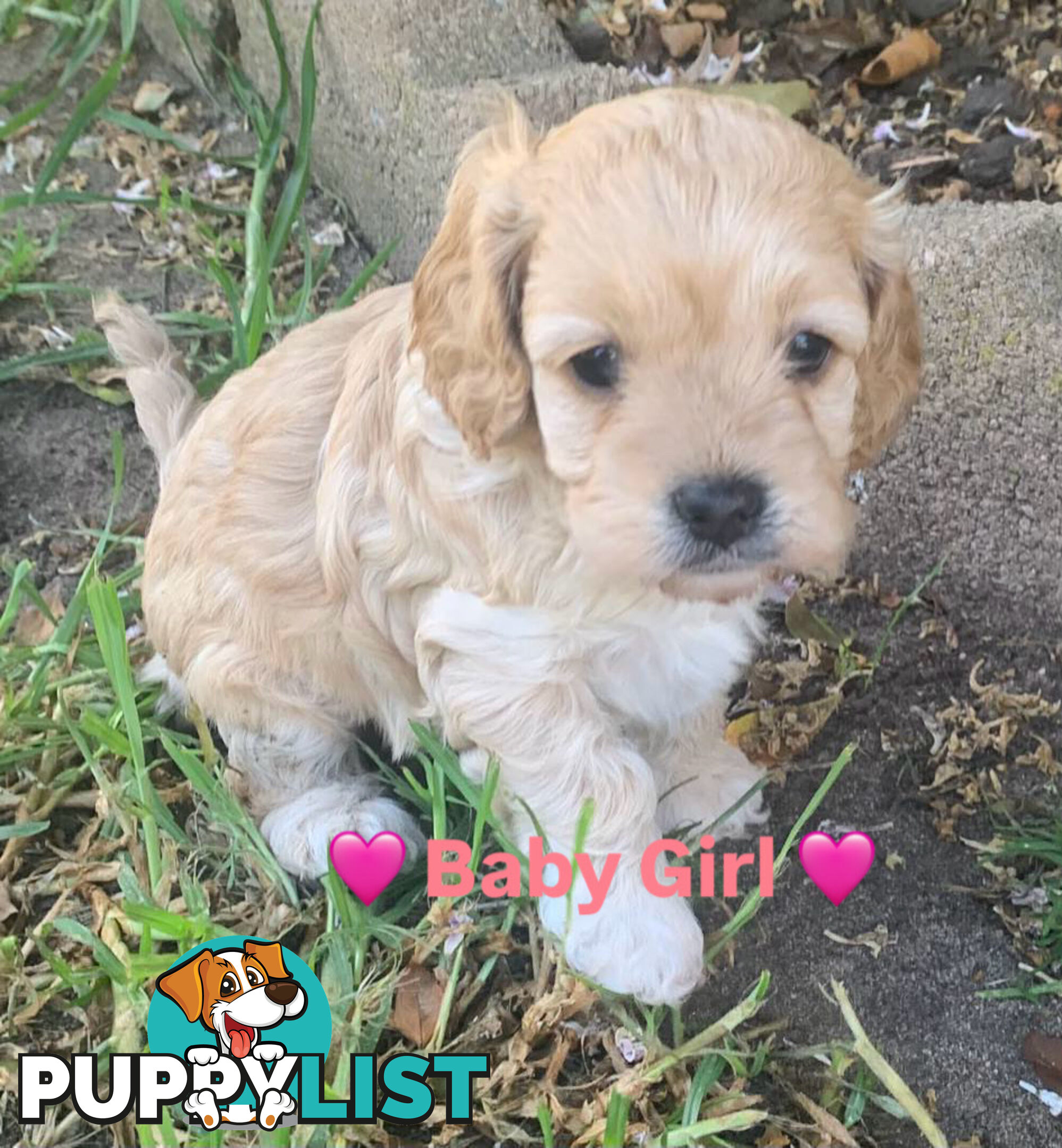 Cavoodle Puppies