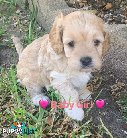 Cavoodle Puppies