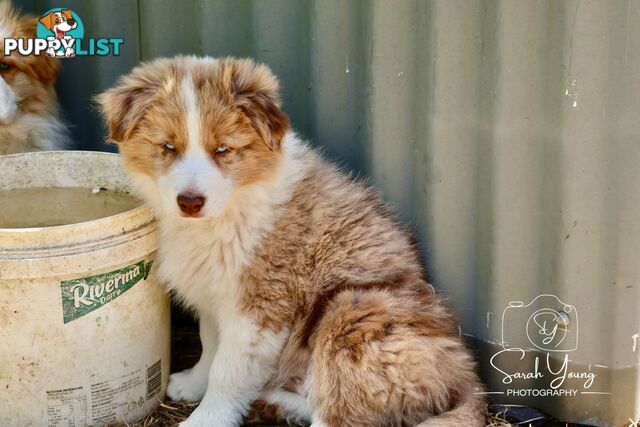 Stunning pedigree border collies ready NOW