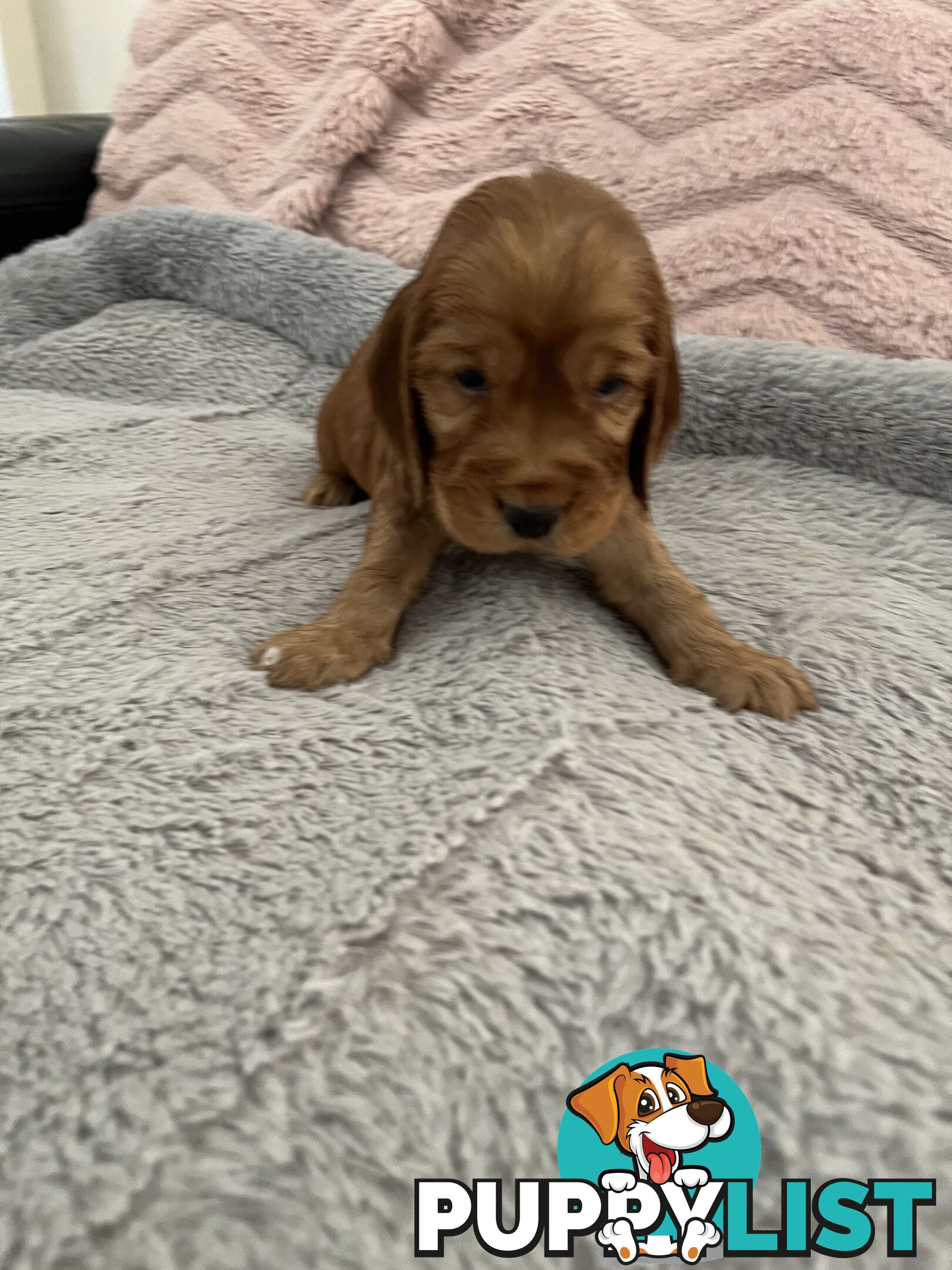 Cocker Spaniel Puppies