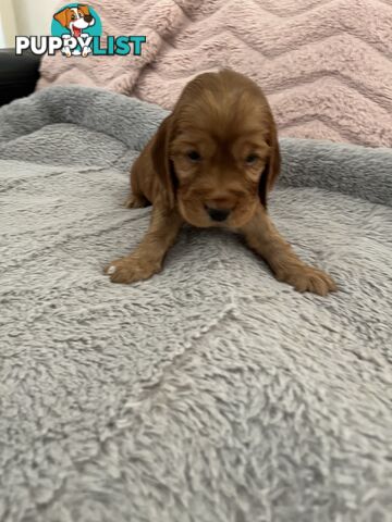 Cocker Spaniel Puppies