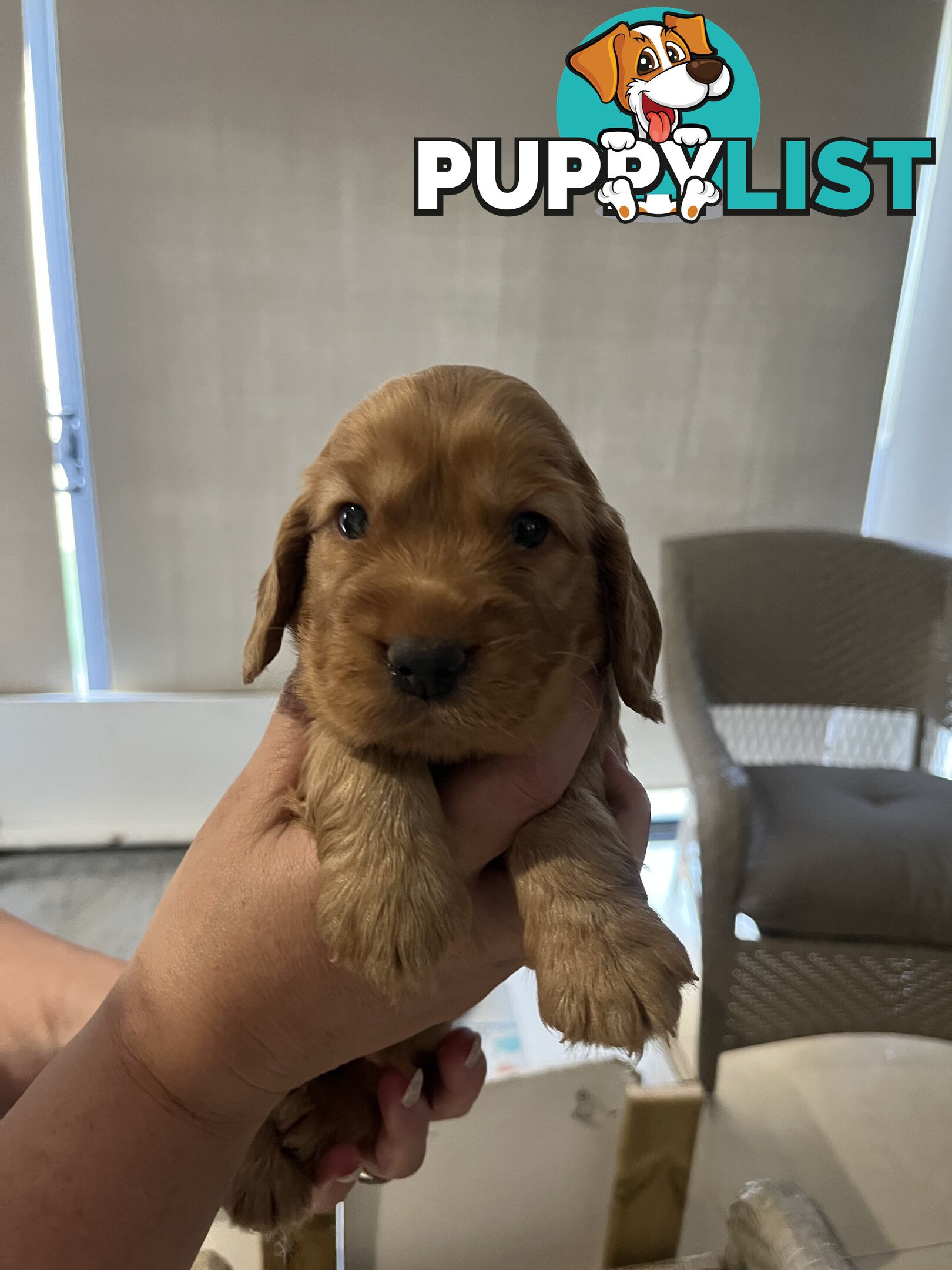 Cocker Spaniel Puppies