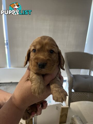 Cocker Spaniel Puppies