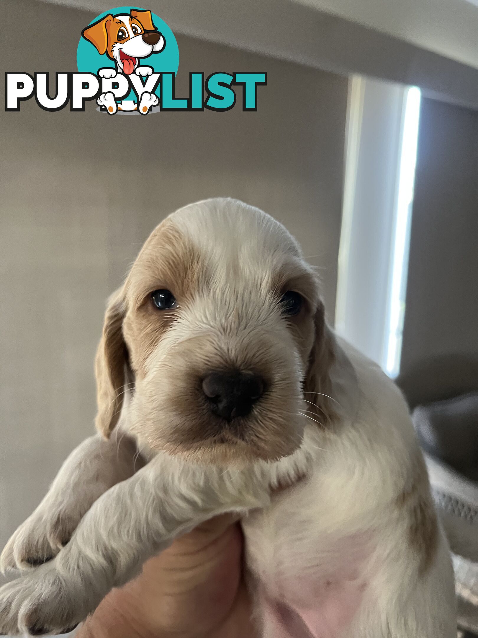 Cocker Spaniel Puppies