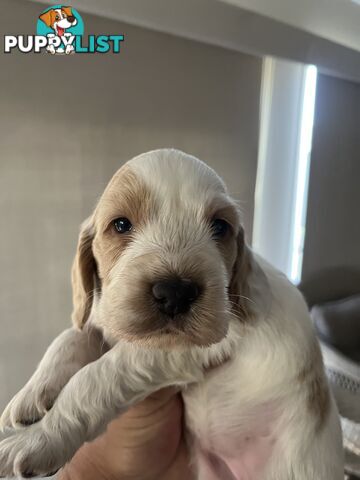 Cocker Spaniel Puppies