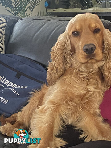 Cocker Spaniel Puppies