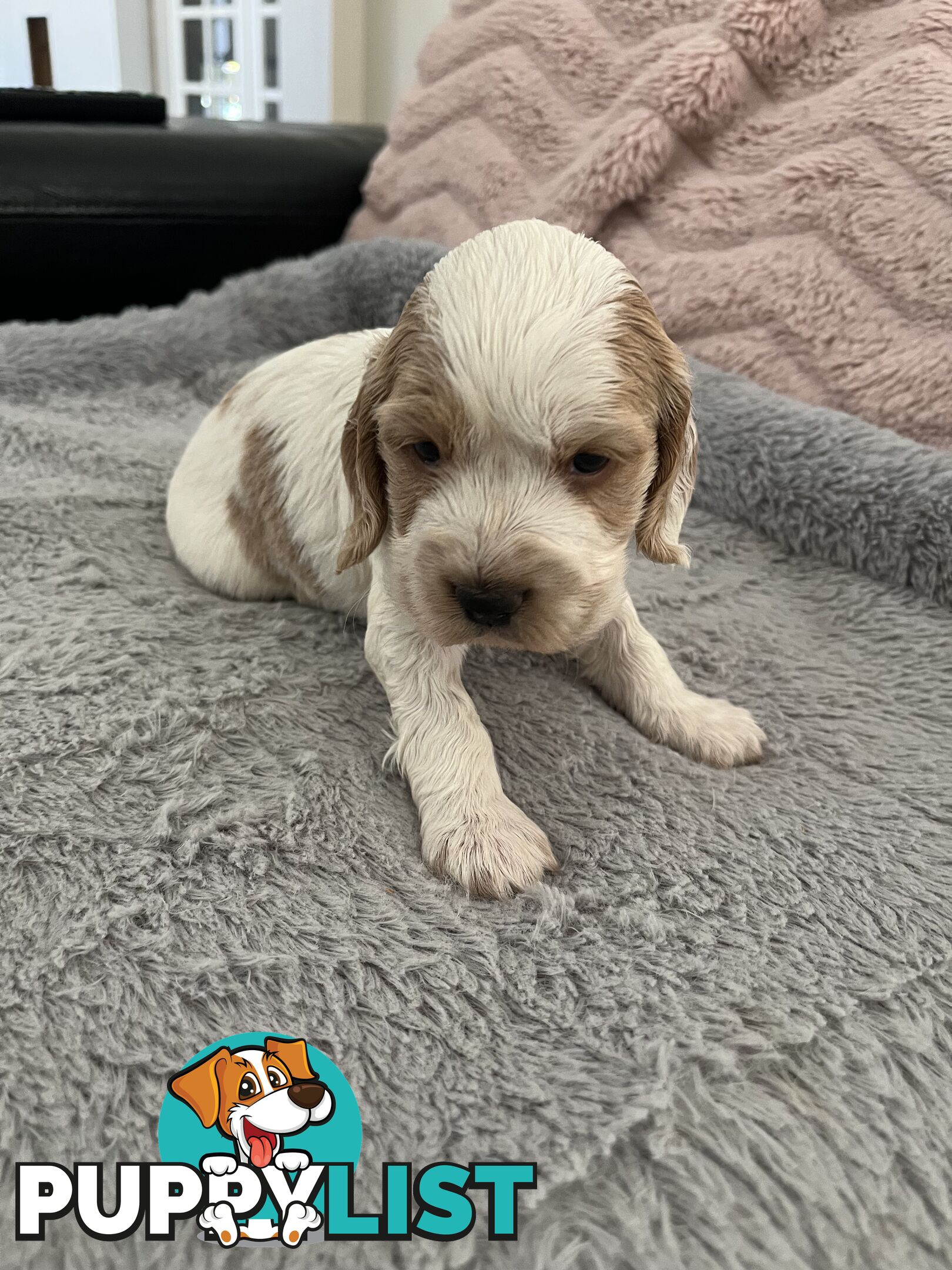 Cocker Spaniel Puppies