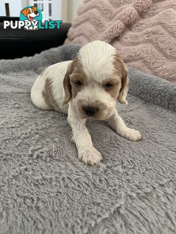 Cocker Spaniel Puppies