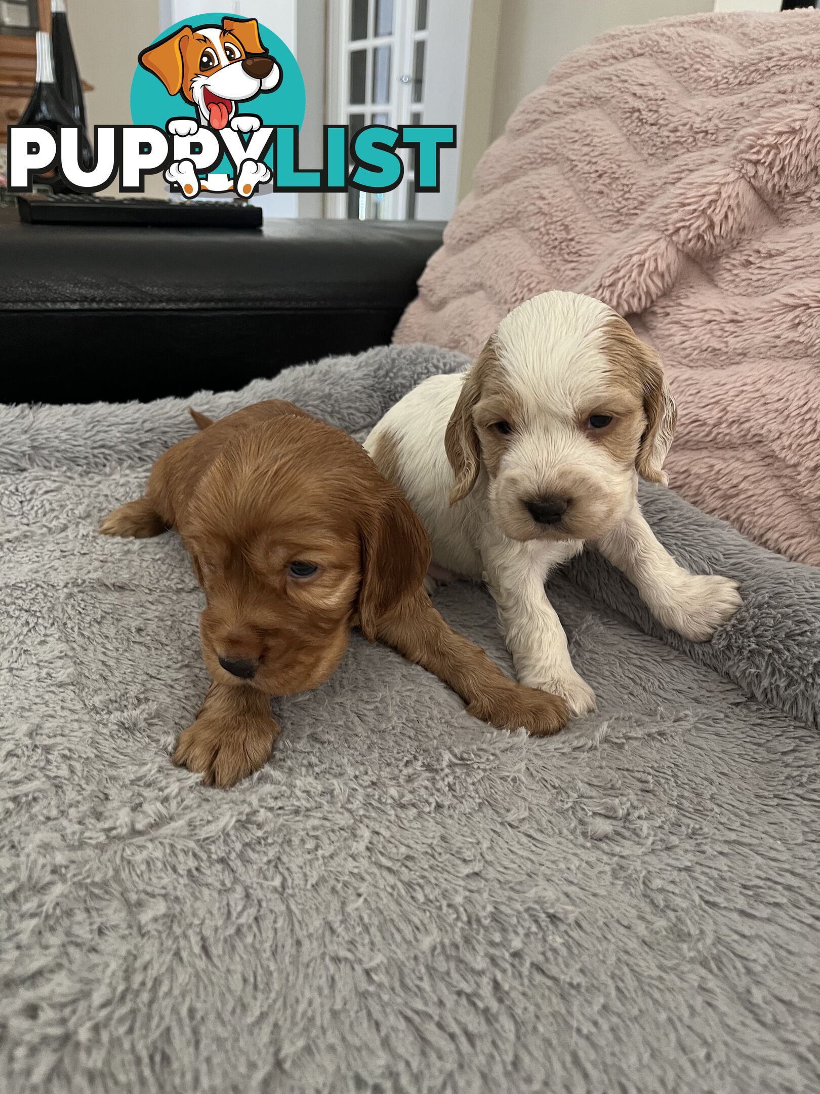 Cocker Spaniel Puppies