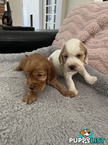 Cocker Spaniel Puppies