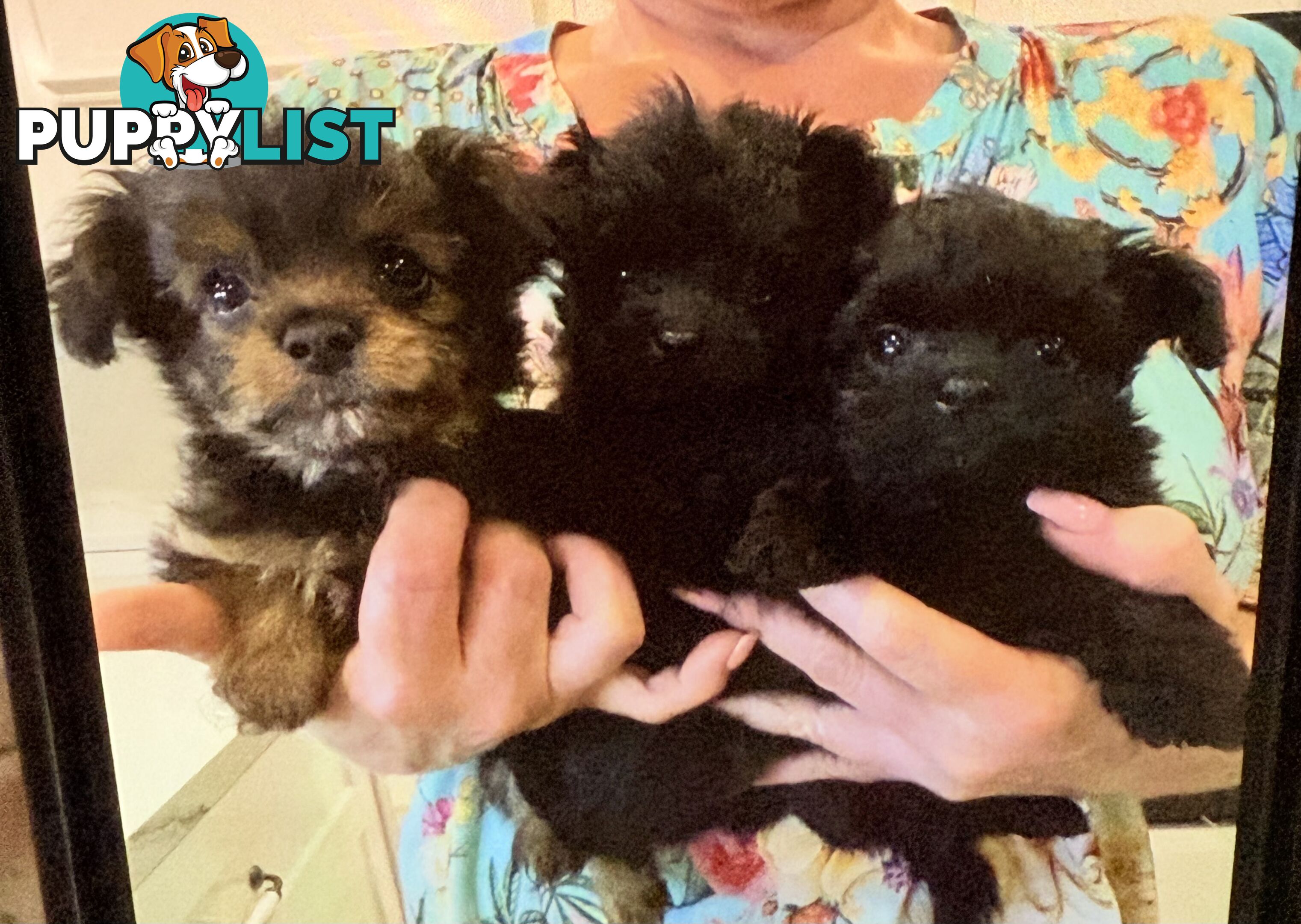 Gorgeous Poochi Puppies