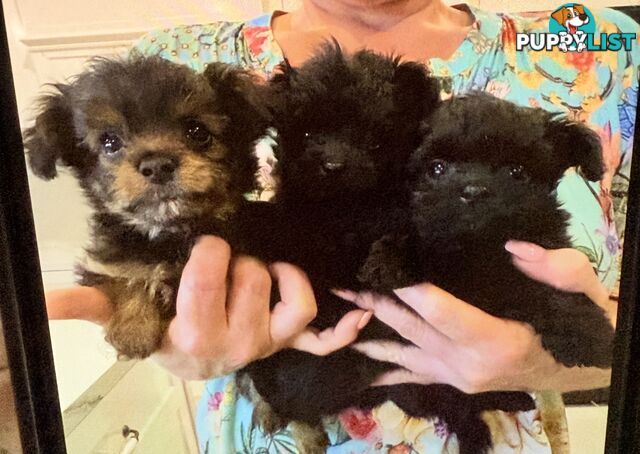 Gorgeous Poochi Puppies