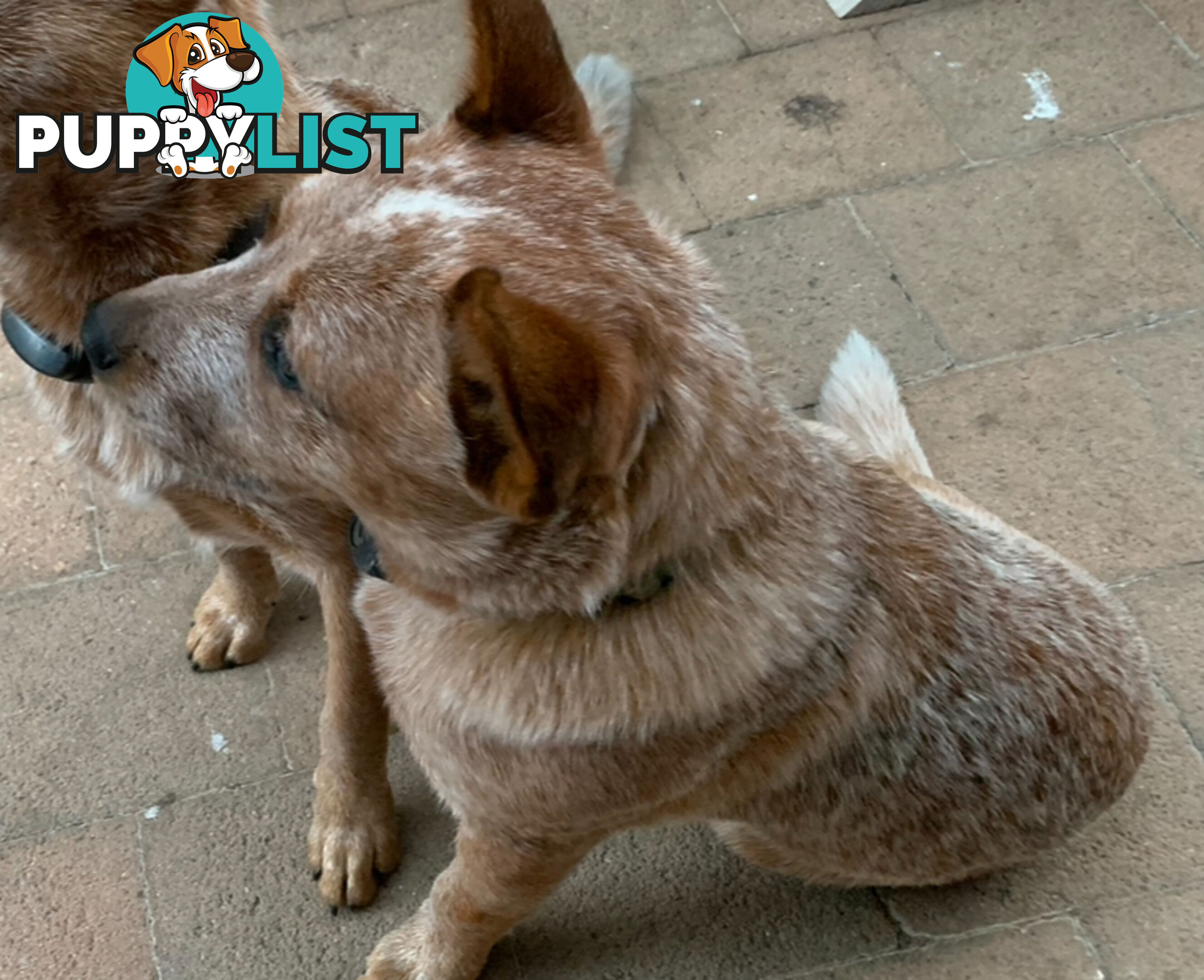 Male red heeler