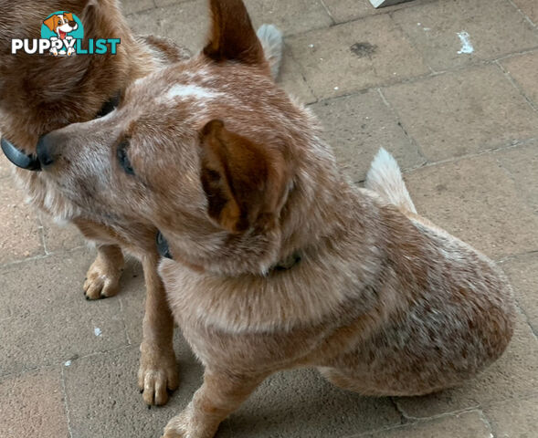 Male red heeler