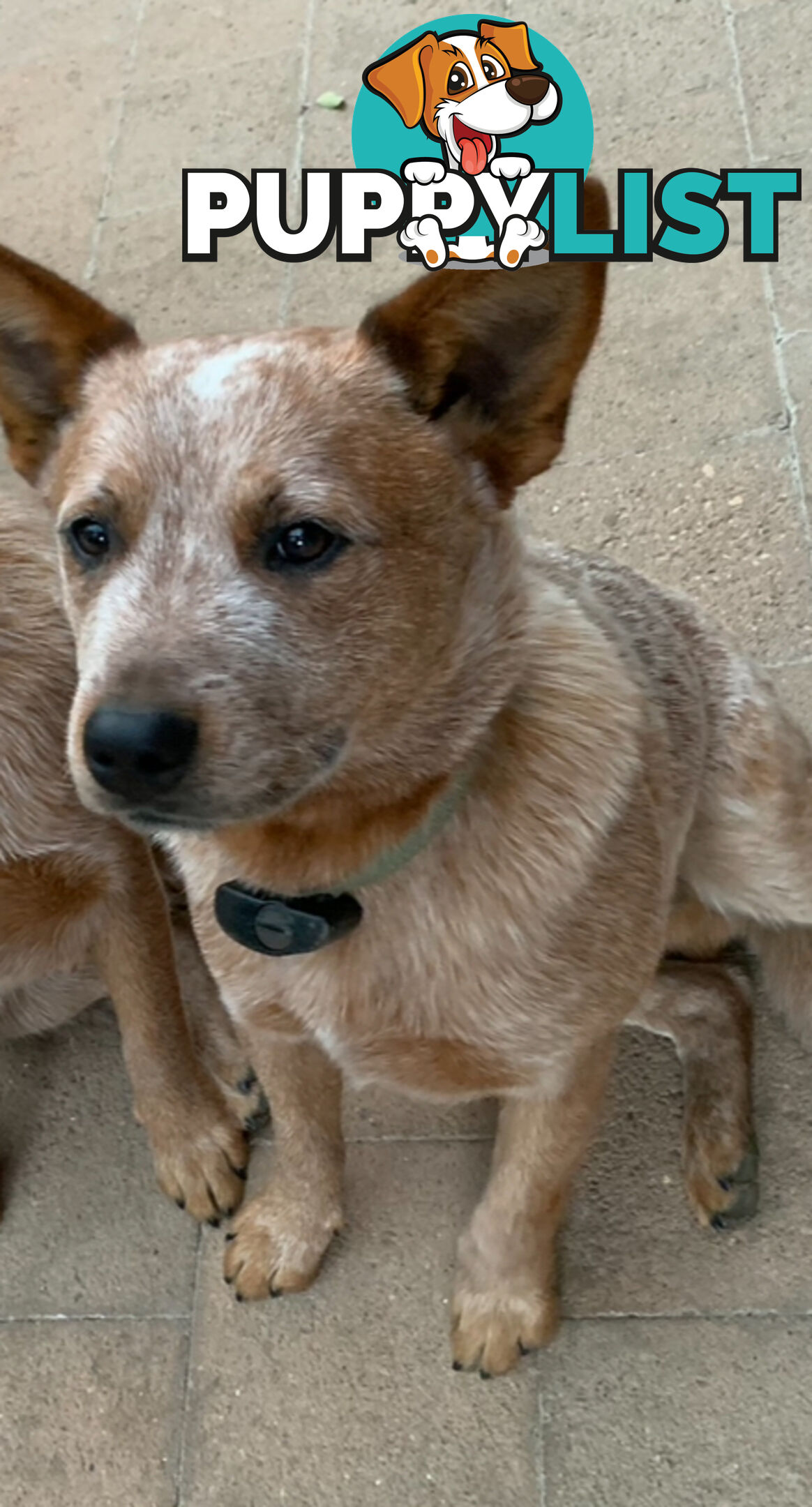 Male red heeler