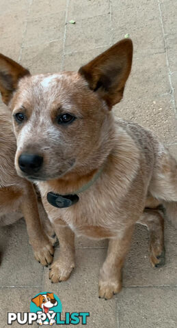 Male red heeler