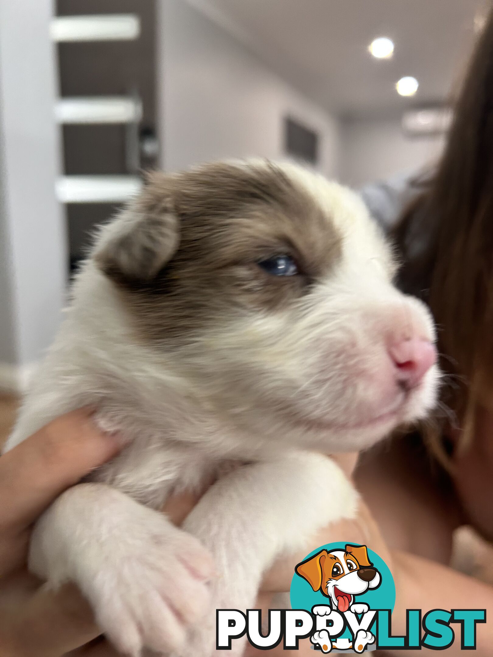 Border Collie Puppies