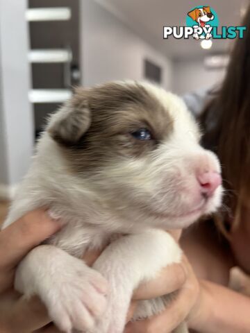 Border Collie Puppies