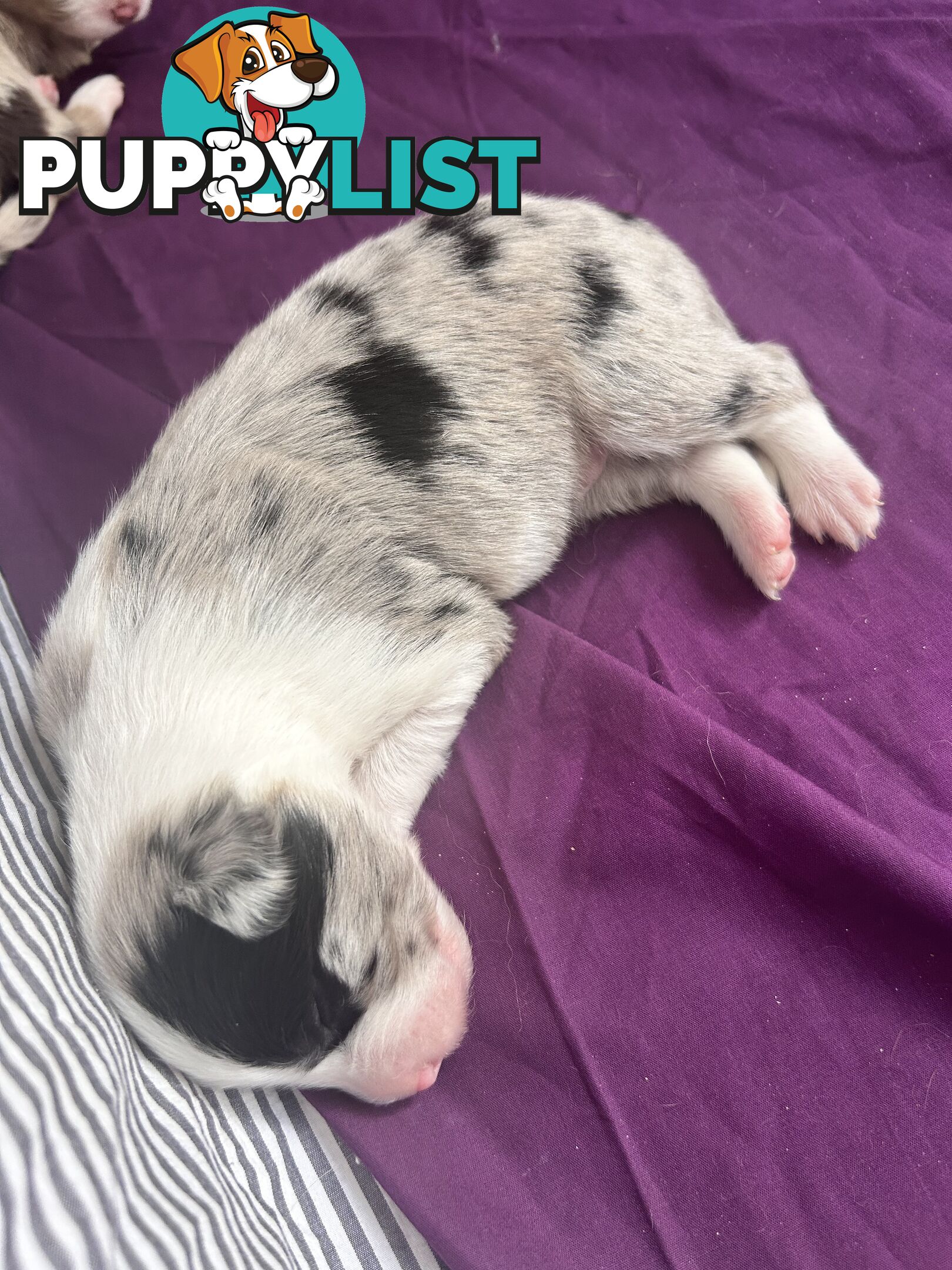 Border Collie Puppies