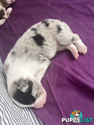 Border Collie Puppies