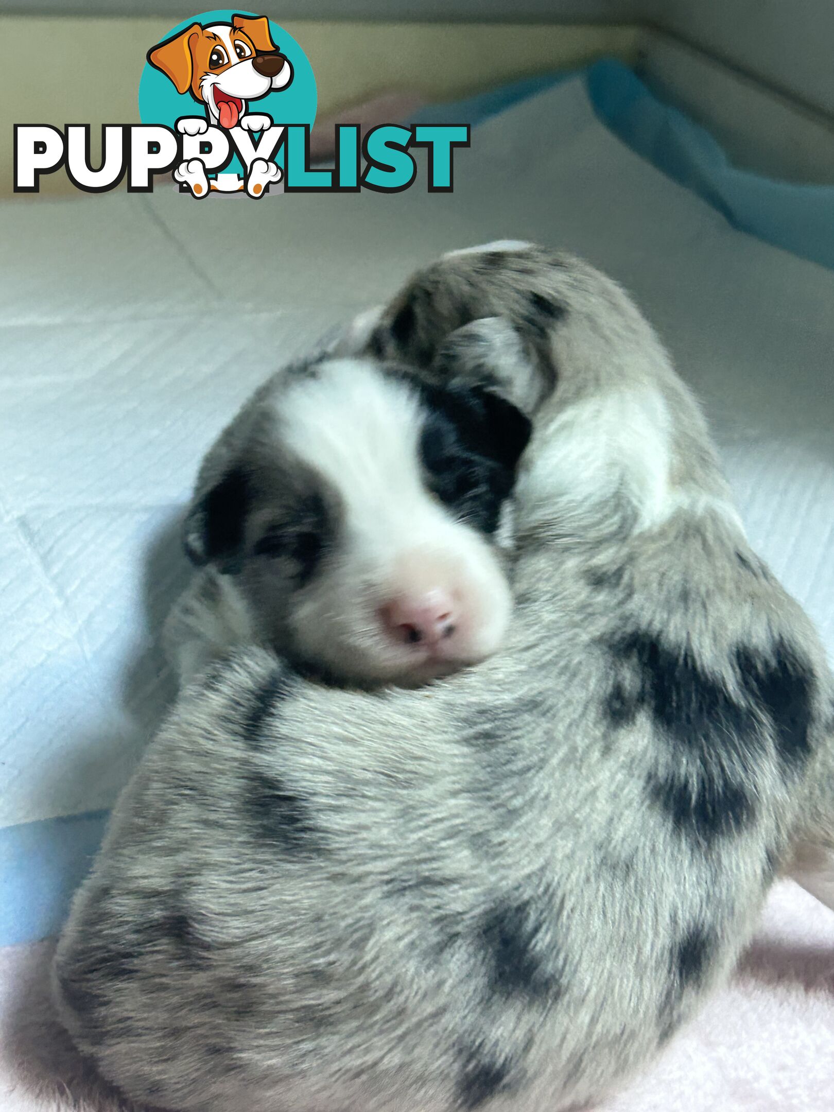 Border Collie Puppies