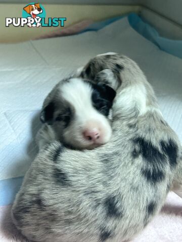 Border Collie Puppies