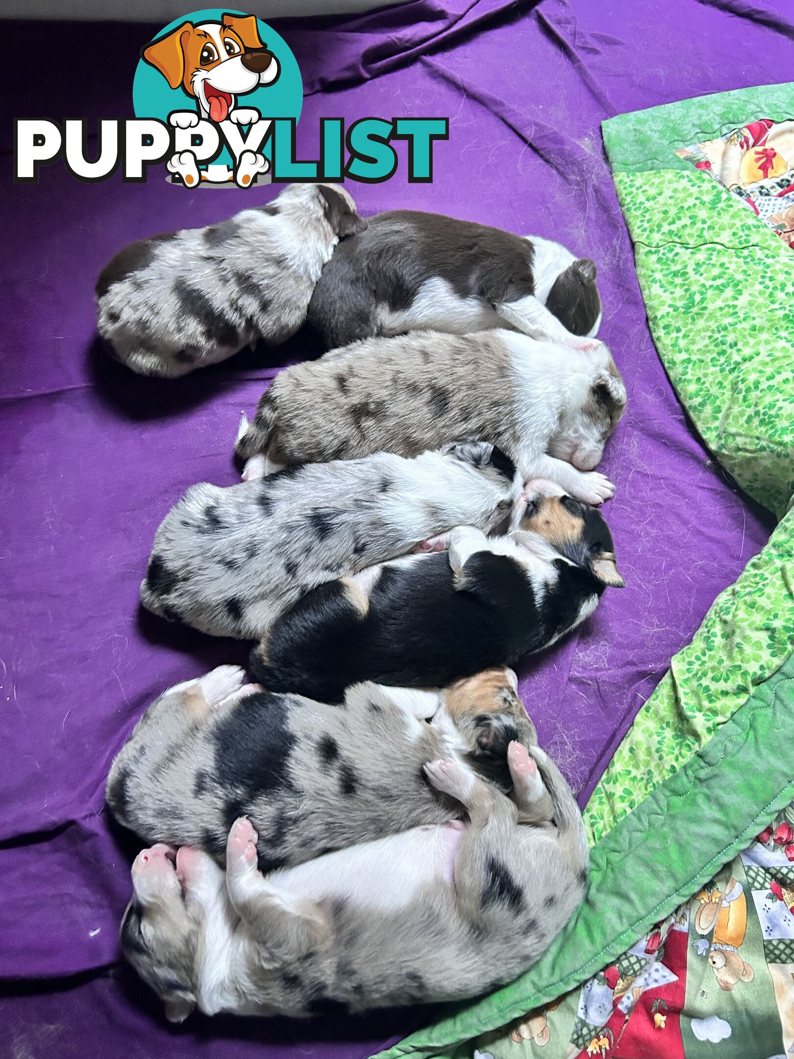 Border Collie Puppies