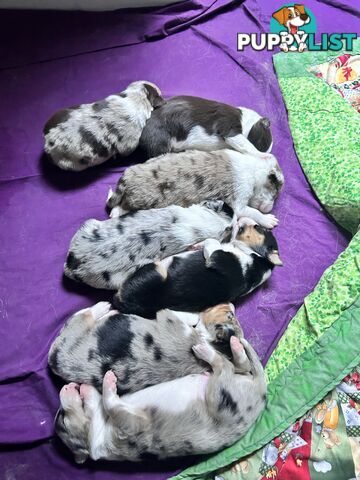 Border Collie Puppies