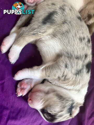 Border Collie Puppies