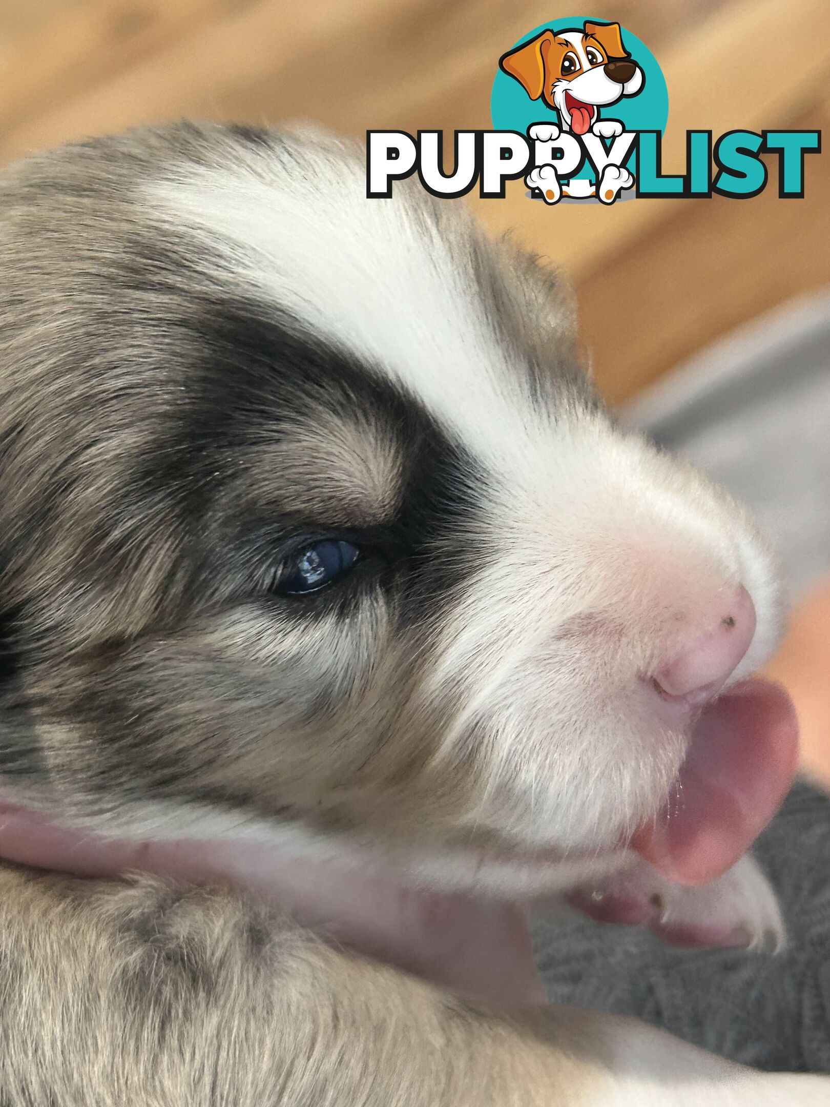 Border Collie Puppies