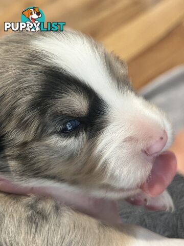 Border Collie Puppies