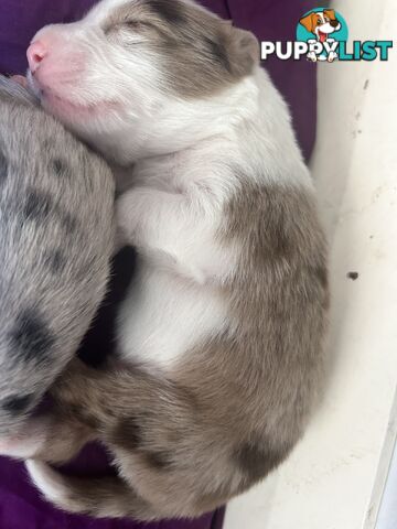 Border Collie Puppies