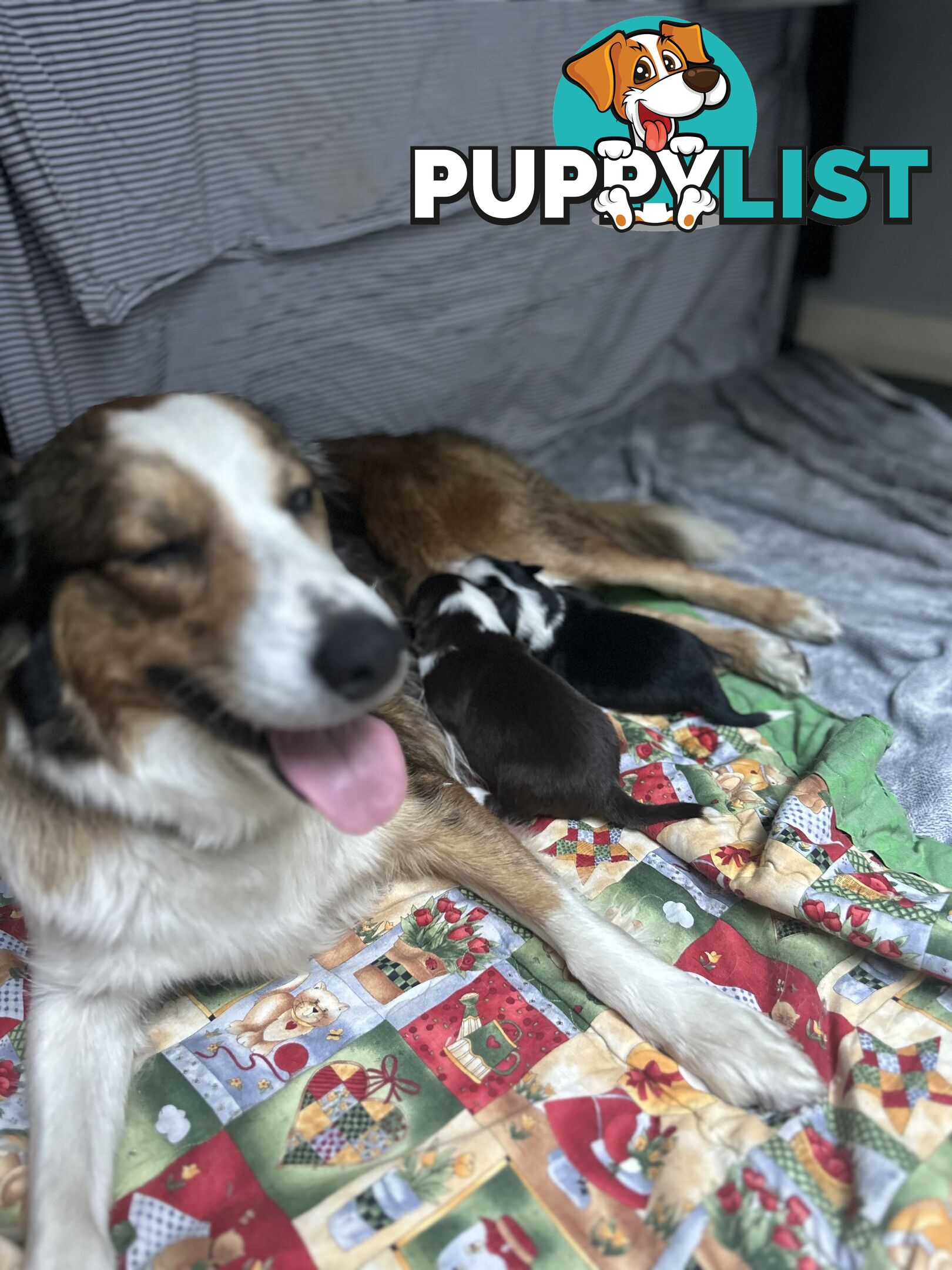 Border Collie Puppies